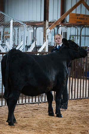 DAY4BREEDINGBEEF5