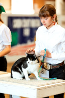CATSHOW1
