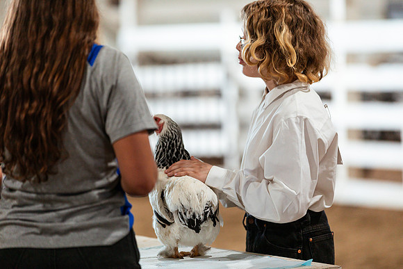 POULTRY46