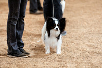 DOG5