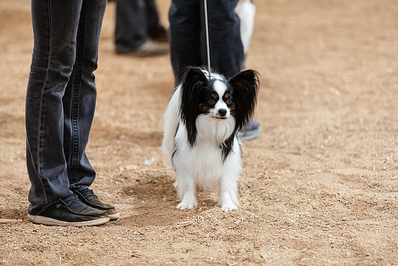 DOG5