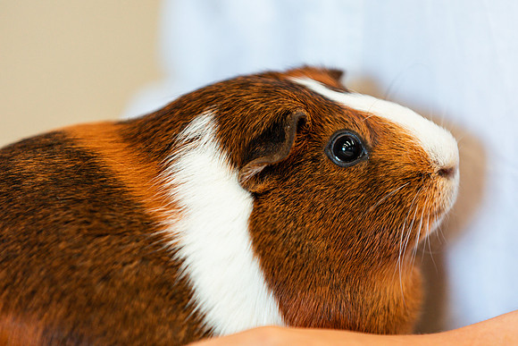 POCKETPETS9