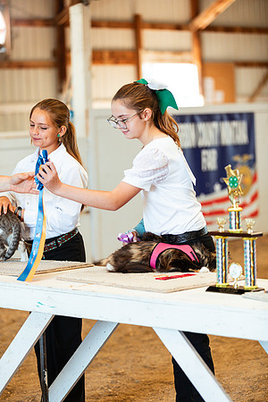 CATSHOW15