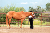 Day 3 - Horse Show