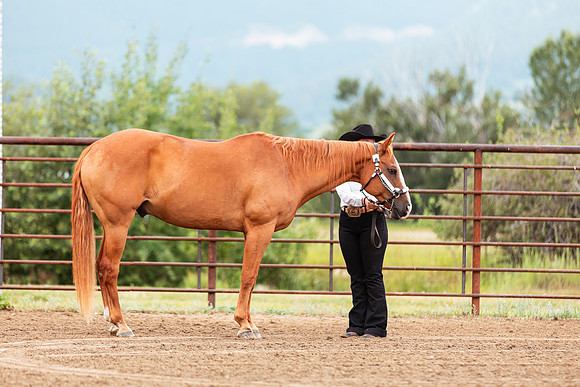 HORSE1