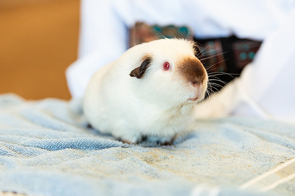 POCKETPETS12