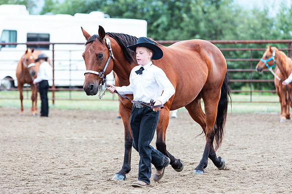 HORSE123