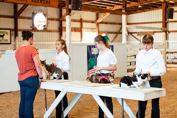 CATSHOW8