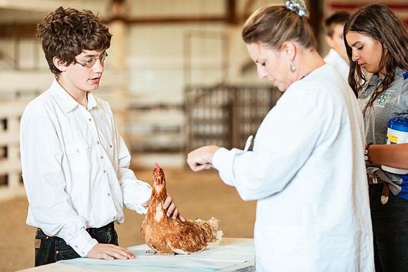 POULTRY32