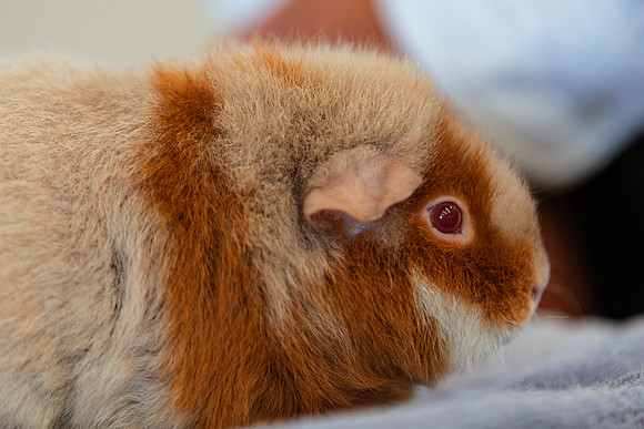 POCKETPETS7