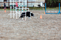 DOG3