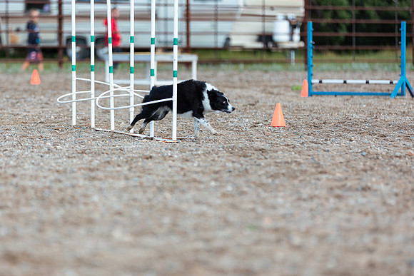 DOG3