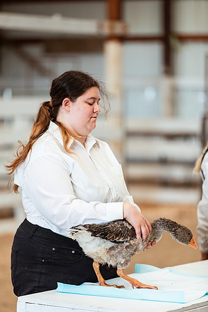 POULTRY1