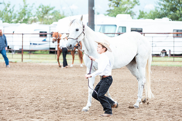 HORSE117