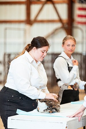 POULTRY22
