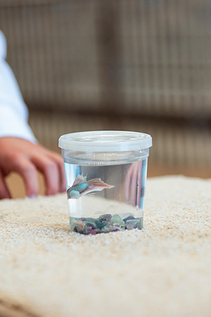 POCKETPETS11