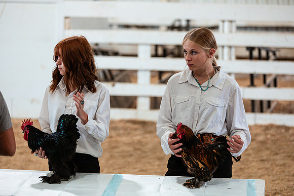 POULTRY50