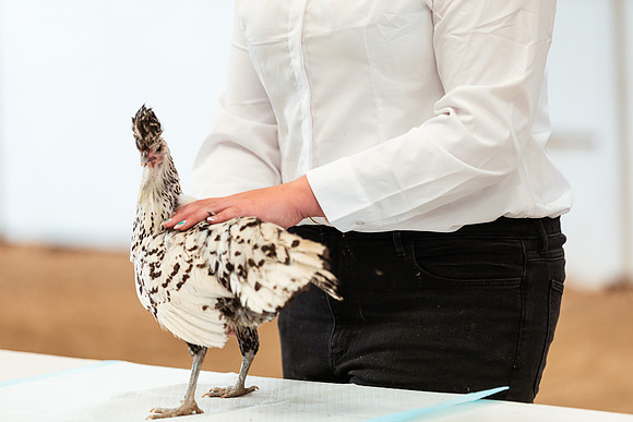 POULTRY10
