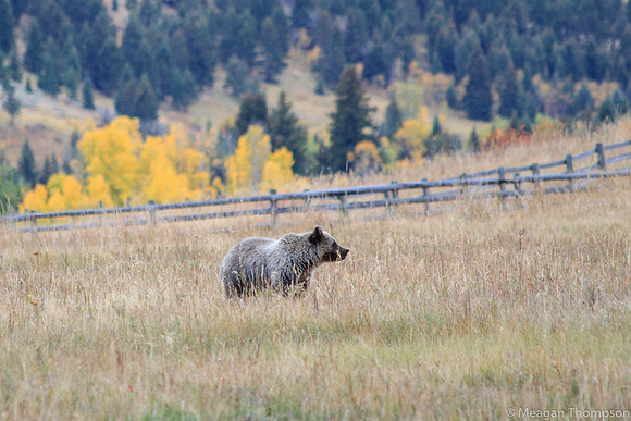 Wildlife6
