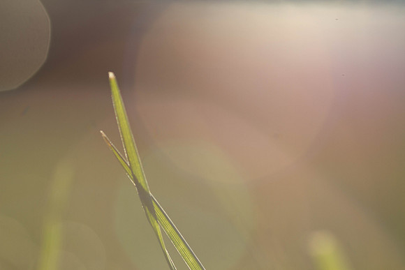 Macro5