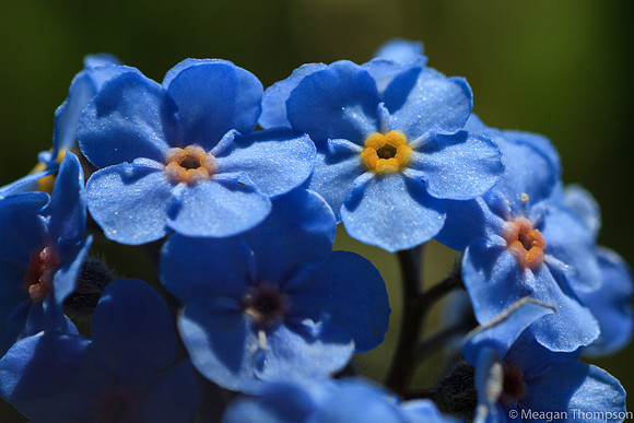 Macro8