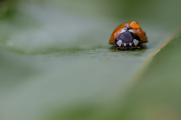 Macro1
