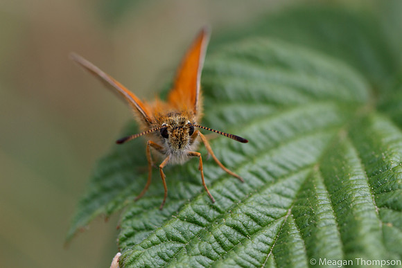 Macro2