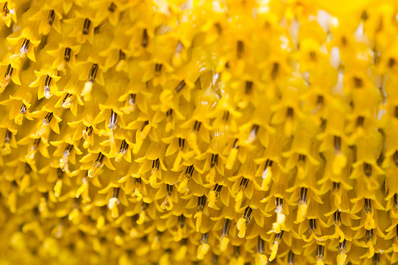 Macro3