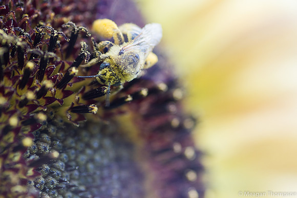 Macro7