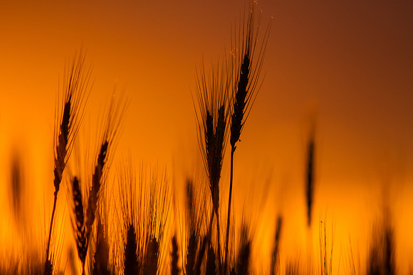Sunset2