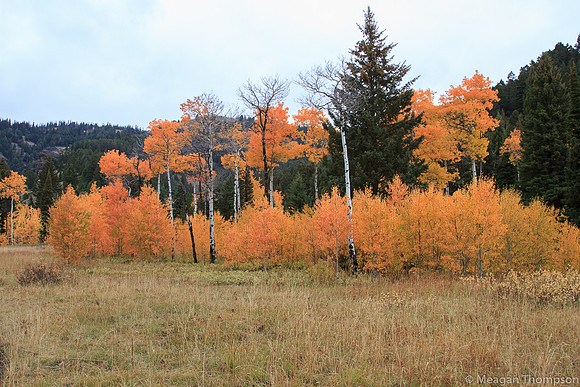Trees3