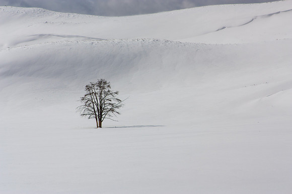 Trees6