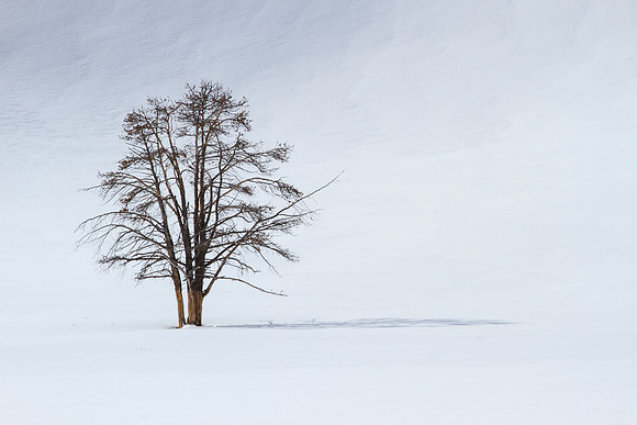 Trees5