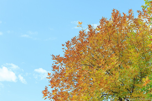 Trees2