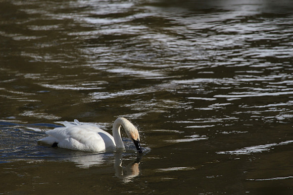 Wildlife1