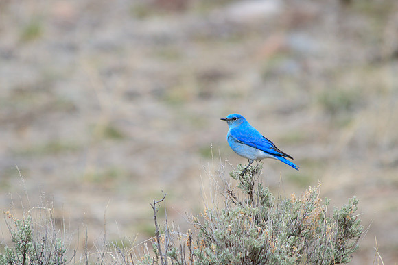 Wildlife3