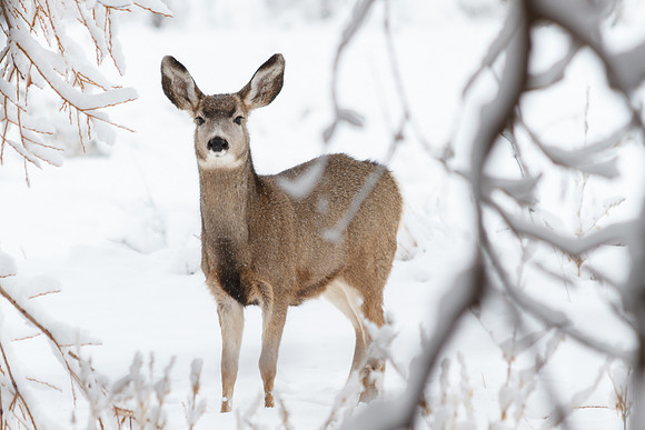 Wildlife4
