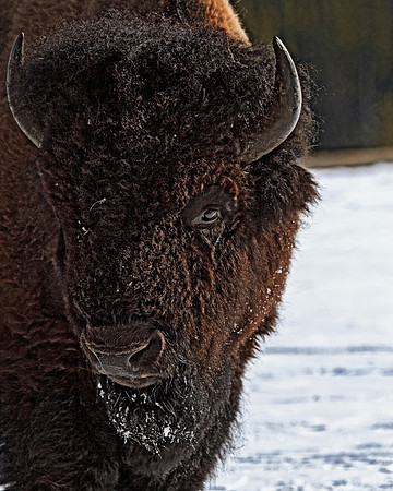 Wildlife2