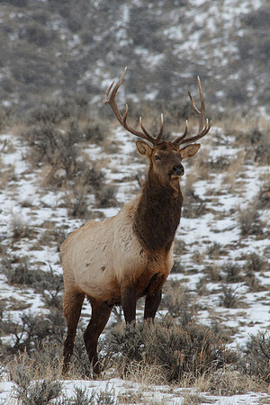 Wildlife5