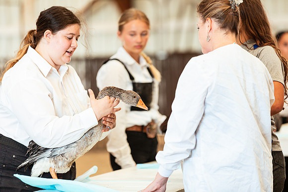 POULTRY24