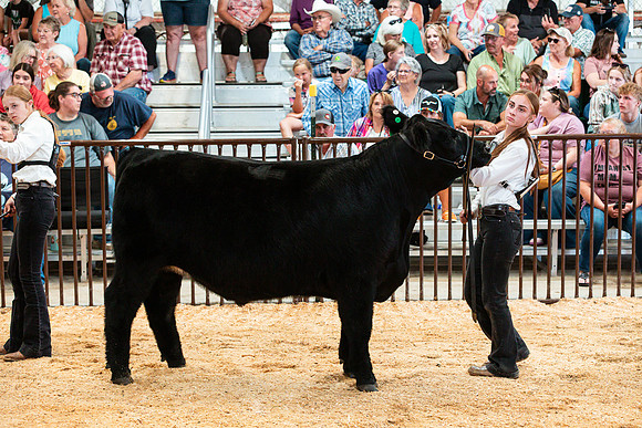 BEEF28