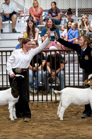 Day 4 - Market & Poultry Shows