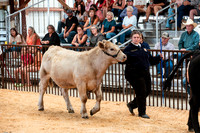 BEEF11