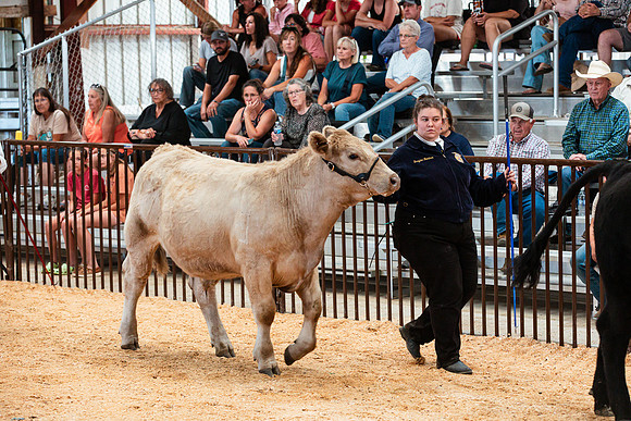 BEEF11