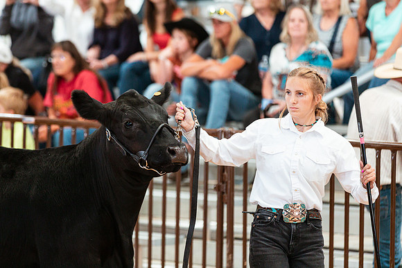BEEF SHOWMANSHIP4