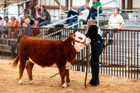 BEEF7