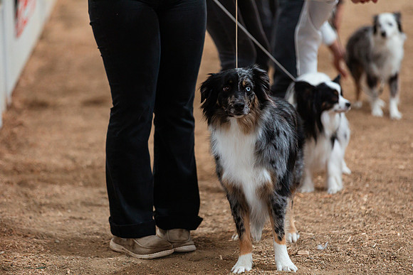 DOG99