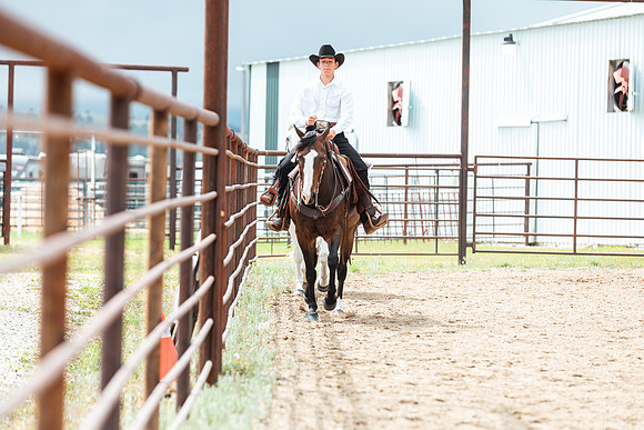 HORSE4