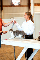 CATSHOW16
