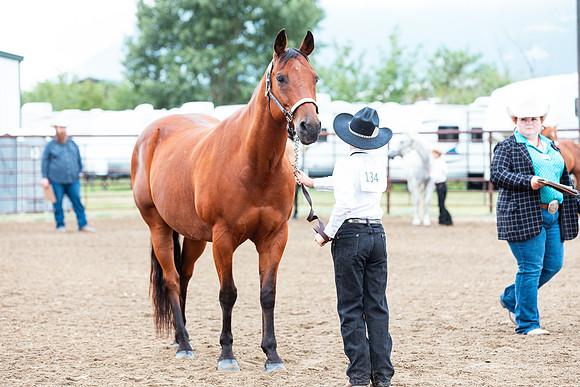 HORSE126